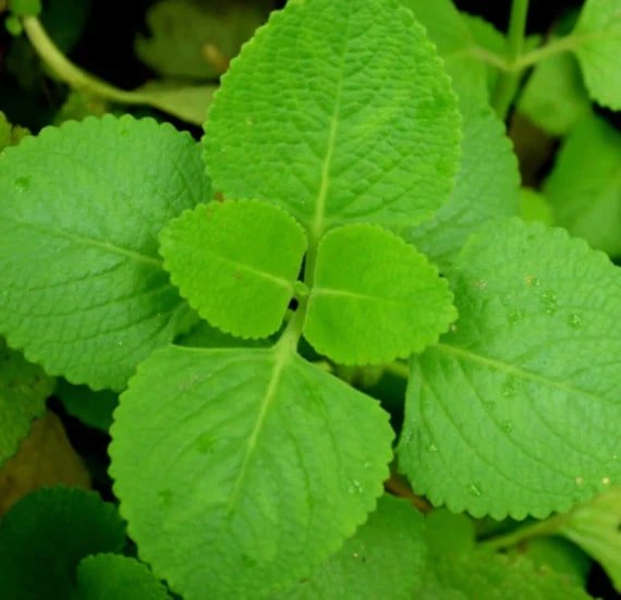 10 Health Benefits of Karpooravalli Leaves Or Mexican Mint